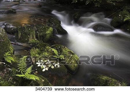 Forest stream, Baden-Wuerttemberg, Germany View Large Photo Image Stock Photo - Forest stream, Baden-Wuerttemberg, Germany . Fotosearch
