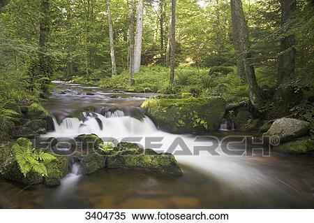 Forest stream, Baden-Wuerttemberg, Germany View Large Photo Image Stock Photography - Forest stream, Baden-Wuerttemberg, Germany . Fotosearch