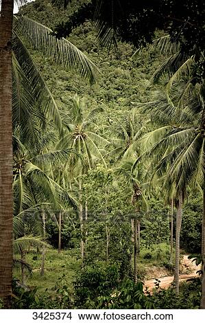 Picture - Forest with palm trees, Ko Tao, Thailand . Fotosearch