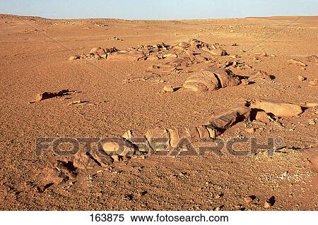 Stock Photography - Fossils on arid landscape, Sahara Desert, Algeria . Fotosearch