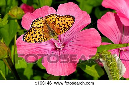 Stock Photograph - Fritillary, Argynnis aglaja, on pink flower . Fotosearch