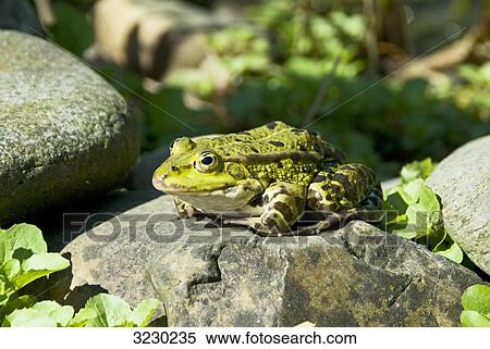 Frog sitting on a stone, close-up View Large Photo Image Stock Photography - Frog sitting on a stone, close-up . Fotosearch