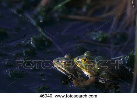 Frogs mating in water View Large Photo Image Stock Image - Frogs mating in water . Fotosearch