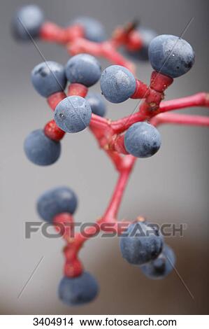 Fruits of the parthenocissus, close-up View Large Photo Image Picture - Fruits of the parthenocissus, close-up . Fotosearch