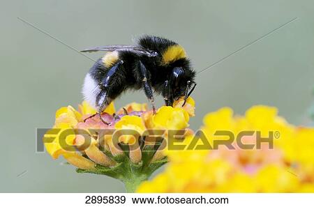 Garden bumblebee (Bombus hortorum) on a flower, close-up View Large Photo Image Stock Photo - Garden bumblebee (Bombus hortorum) on a flower, close-up . Fotosearch