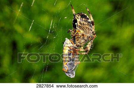 Garden cross spider (Araneus diadematus), close-up View Large Photo Image Picture - Garden cross spider (Araneus diadematus), close-up . Fotosearch