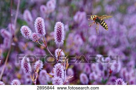 German wasp (Vespula germanica) flying to Italian clover, close-up View Large Photo Image Picture - German wasp (Vespula germanica) flying to Italian clover, close-up . Fotosearch
