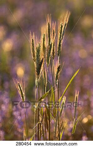 Grain crop in field View Large Photo Image Picture - Grain crop in field . Fotosearch