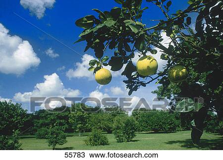Grapefruits on tree View Large Photo Image Stock Image - Grapefruits on tree . Fotosearch
