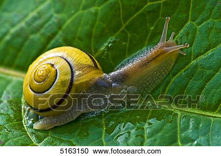 Grapevine snail, Helix pomatia View Large Photo Image Stock Image - Grapevine snail, Helix pomatia . Fotosearch