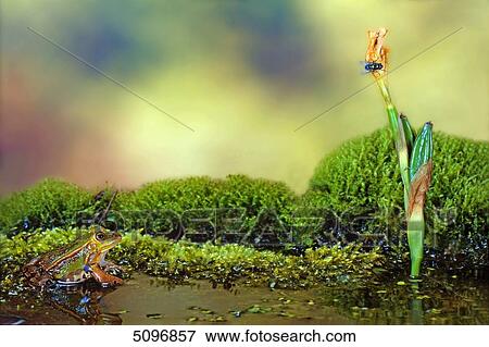 Grasfrosch, Rana temporaria View Large Photo Image Stock Photo - Grasfrosch, Rana temporaria . Fotosearch