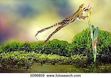 Grass frog, Rana temporaria View Large Photo Image Stock Photo - Grass frog, Rana temporaria . Fotosearch