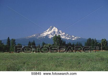 Grassy field with mountain in background, Mt Hood, Oregon, USA View Large Photo Image Stock Photography - Grassy field with mountain in background, Mt Hood, Oregon, USA . Fotosearch