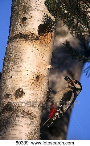 Great Spotted Woodpecker (Dendrocopos major) bird perching on birch tree, Lunenburg Heath, Germany View Large Photo Image Stock Photo - Great Spotted Woodpecker (Dendrocopos major) bird perching on birch tree, Lunenburg Heath, Germany . Fotosearch