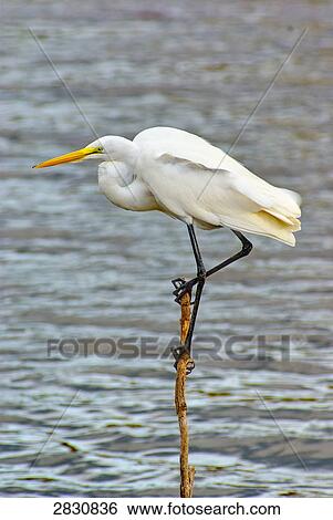 Great white egret (Casmerodius albus), Florida, USA View Large Photo Image Stock Photograph - Great white egret (Casmerodius albus), Florida, USA . Fotosearch
