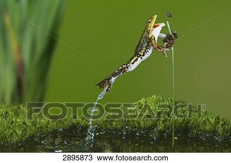 Stock Image - green frog (Rana esculanta) catching his prey, side view . Fotosearch