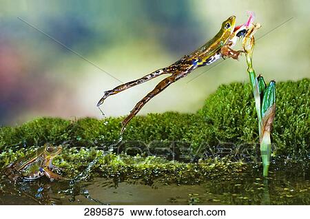 Stock Photography - green frog (Rana esculenta) jumping, full shot . Fotosearch