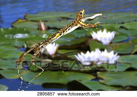 green frog (Rana lessonae) catching his prey, side view View Large Photo Image Stock Photo - green frog (Rana lessonae) catching his prey, side view . Fotosearch