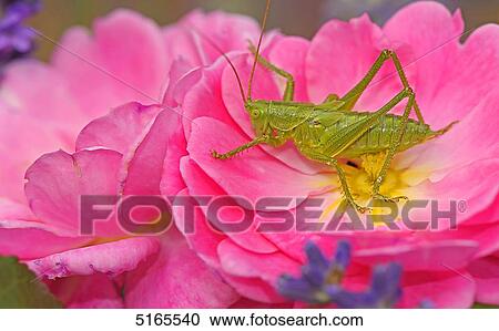 Stock Image - Green grasshopper, Tettigonia viridissima, on rose flower . Fotosearch