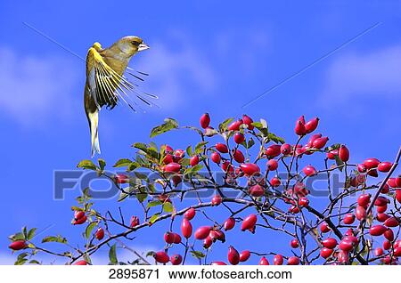 Greenfinch (Chloris chloris) flying, side view View Large Photo Image Stock Image - Greenfinch (Chloris chloris) flying, side view . Fotosearch