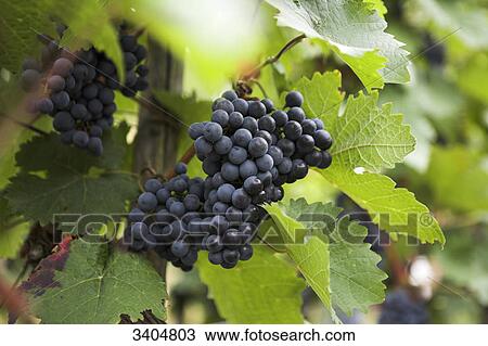 Growing grapevines, Bernkastel-Kues, Germany, close-up View Large Photo Image Stock Image - Growing grapevines, Bernkastel-Kues, Germany, close-up . Fotosearch