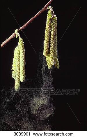 Hazel catkins (Corylus avellana) with farina, close-up View Large Photo Image Stock Image - Hazel catkins (Corylus avellana) with farina, close-up . Fotosearch