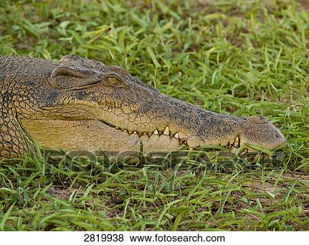 head of a Saltwater crocodile (Crocodylus porosus), Australia View Large Photo Image Stock Photo - head of a Saltwater crocodile (Crocodylus porosus), Australia . Fotosearch