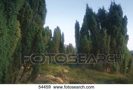 Heather (Calluna vulgaris) and juniperus trees in field, Luneburger Heide, Germany View Large Photo Image Stock Photo - Heather (Calluna vulgaris) and juniperus trees in field, Luneburger Heide, Germany . Fotosearch