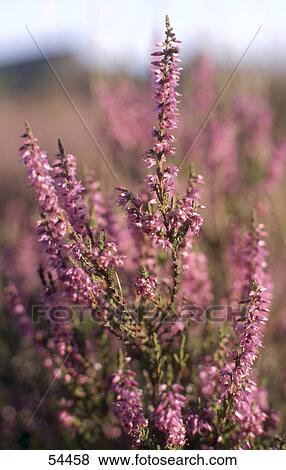 Heather (Calluna vulgaris) flowers blooming in field View Large Photo Image Stock Photo - Heather (Calluna vulgaris) flowers blooming in field . Fotosearch