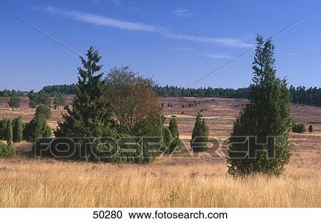 Heather (Calluna vulgaris) plant and juniperus communis trees on landscape, Lueneburger Heide, Germany View Large Photo Image Stock Image - Heather (Calluna vulgaris) plant and juniperus communis trees on landscape, Lueneburger Heide, Germany . Fotosearch