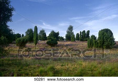 Heather (Calluna vulgaris) plant and juniperus communis trees on landscape, Lueneburger Heide, Germany View Large Photo Image Stock Image - Heather (Calluna vulgaris) plant and juniperus communis trees on landscape, Lueneburger Heide, Germany . Fotosearch