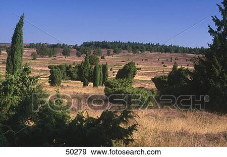 Heather (Calluna vulgaris) plant and juniperus communis trees on landscape, Lueneburger Heide, Germany View Large Photo Image Stock Photo - Heather (Calluna vulgaris) plant and juniperus communis trees on landscape, Lueneburger Heide, Germany . Fotosearch