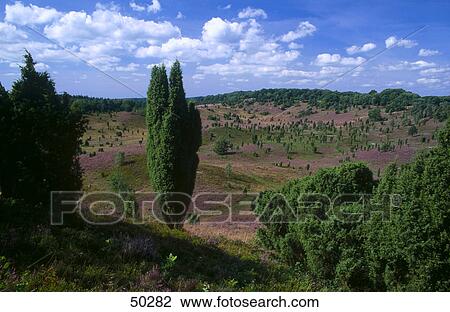 Heather (Calluna vulgaris) plants and juniperus communis trees on landscape, Lueneburger Heide, Germany View Large Photo Image Stock Image - Heather (Calluna vulgaris) plants and juniperus communis trees on landscape, Lueneburger Heide, Germany . Fotosearch