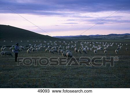 Herd of sheep grazing on landscape, Inner Mongolia, China View Large Photo Image Stock Image - Herd of sheep grazing on landscape, Inner Mongolia, China . Fotosearch