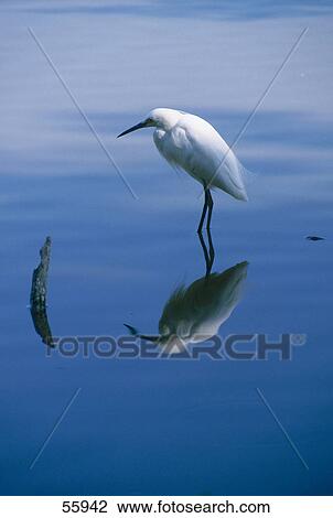 Heron standing in water, Florida, USA View Large Photo Image Stock Image - Heron standing in water, Florida, USA . Fotosearch