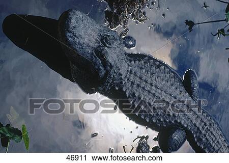 High angle view of American Alligator (Alligator missisipiensis) in water, Florida, USA View Large Photo Image Stock Image - High angle view of American Alligator (Alligator missisipiensis) in water, Florida, USA . Fotosearch
