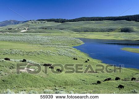 Stock Photo - High angle view of cattle grazing in meadow, Wyoming, USA . Fotosearch