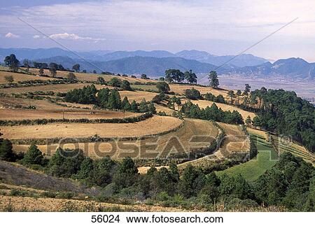 Picture - High angle view of cultivated terraced fields, Pueblo, Mexico, Central America . Fotosearch