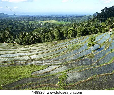 Stock Photograph - High angle view of flooded paddy field, Lesser Sunda Islands, Sunda Archipel, Indonesia . Fotosearch