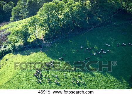 Stock Photography - High angle view of sheep in field, Anso Valley, Pyrenees, Navarra, Spain . Fotosearch