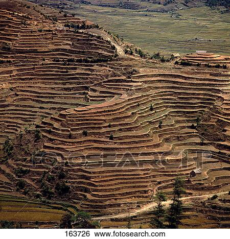 High angle view of terraced fields, Himalayas, Nepal View Large Photo Image Stock Photograph - High angle view of terraced fields, Himalayas, Nepal . Fotosearch