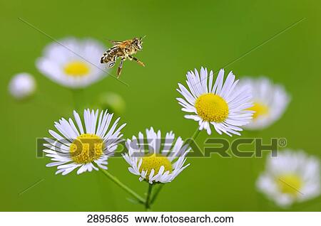 honey bee (Apis mellifera) flying on galinsoga, full shot View Large Photo Image Stock Photography - honey bee (Apis mellifera) flying on galinsoga, full shot . Fotosearch