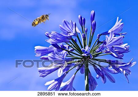 honey bee (Apis mellifera) flying to a Agapanthaceae, close-up View Large Photo Image Stock Image - honey bee (Apis mellifera) flying to a Agapanthaceae, close-up . Fotosearch