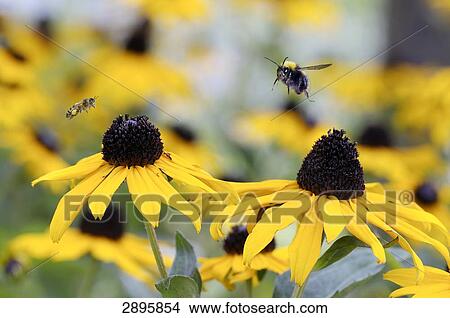 Picture - honey bee (Apis mellifera) flying to black-eyed susan, close-up . Fotosearch