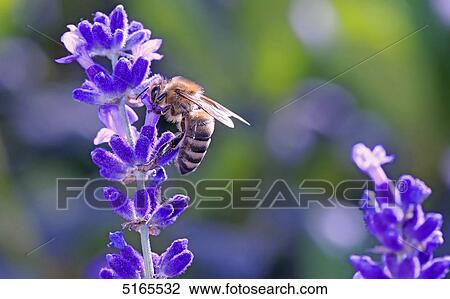 Honey bee, Apis mellifera, sucking at lavender View Large Photo Image Stock Image - Honey bee, Apis mellifera, sucking at lavender . Fotosearch