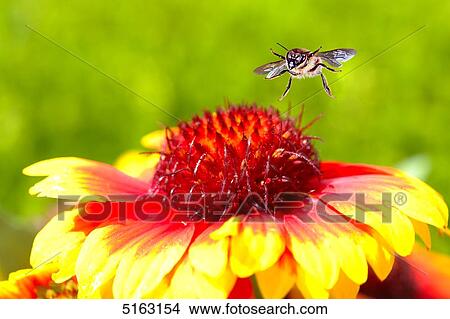 Honeybee searching food View Large Photo Image Picture - Honeybee searching food . Fotosearch