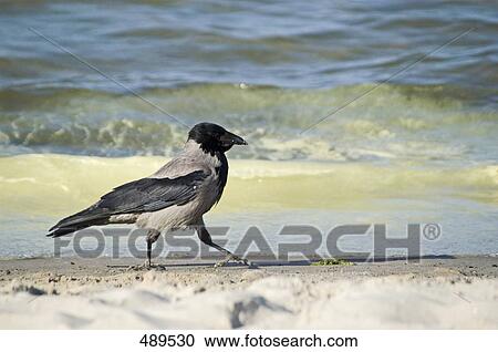 Hooded Crow (Corvus corone cornix0 walking on beach View Large Photo Image Stock Image - Hooded Crow (Corvus corone cornix0 walking on beach . Fotosearch