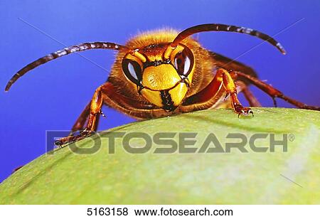 Stock Photo - Hornet on an apple . Fotosearch