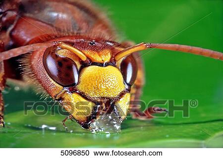 Stock Image - Hornet . Fotosearch