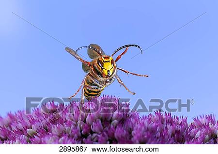 hornet (Vespa crabro) flying, full shot View Large Photo Image Stock Photo - hornet (Vespa crabro) flying, full shot . Fotosearch